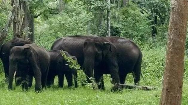 Elephants graze in the grasslands at Sitanadi Reserve. (cggovttourism) Elephants graze in the grasslands at Sitanadi Reserve. (cggovttourism)