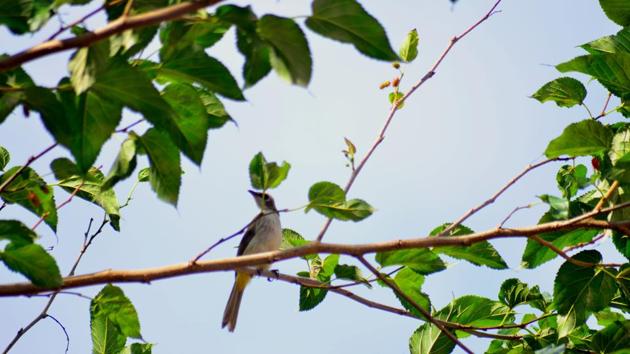 A bird perched on a branch of a mulberry tree. (Representational Image)(Unsplash) A bird perched on a branch of a mulberry tree. (Representational Image)(Unsplash)
