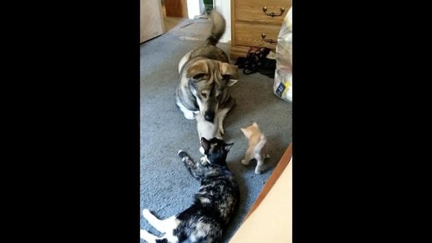 The image shows a dog and a cat taking care of two kittens. (Reddit/@Jyslina) The image shows a dog and a cat taking care of two kittens. (Reddit/@Jyslina)