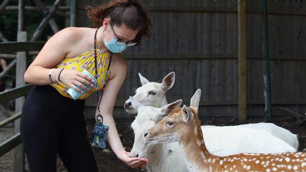Shae McGinty of Levittown feeds the deer at the Long Island Game Farm as it reopens to the public in Manorville, New York on July 8. (Bruce Bennett / AFP)