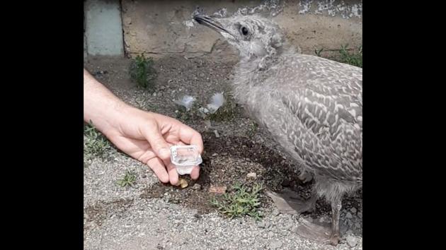 The image shows a grey feathered seagull. (Reddit/@Lithamus) The image shows a grey feathered seagull. (Reddit/@Lithamus)