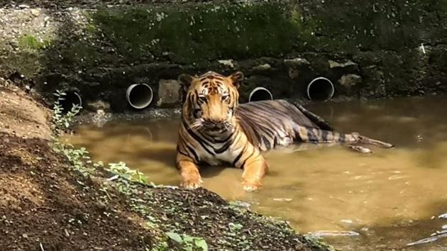 Anand, the 10-year-old captive Royal Bengal tiger, was consigned to flames after the post-mortem on Thursday. Anand, the 10-year-old captive Royal Bengal tiger, was consigned to flames after the post-mortem on Thursday.