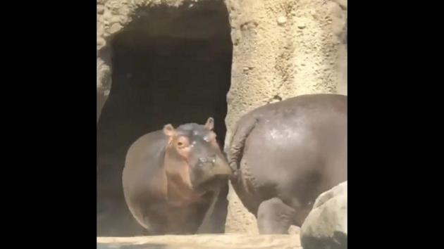 The image shows Fiona walking out of her enclosure towards the water. (Instagram/@cincinnatizoo) The image shows Fiona walking out of her enclosure towards the water. (Instagram/@cincinnatizoo)