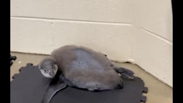The image shows the baby penguin. (Instagram/@columbuszoo) The image shows the baby penguin. (Instagram/@columbuszoo)