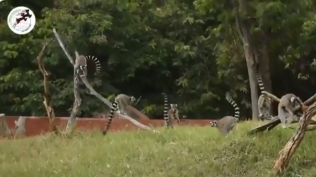 The image shows a troop of ring-tailed lemurs.(Twitter/@vizagzoo_igzp)