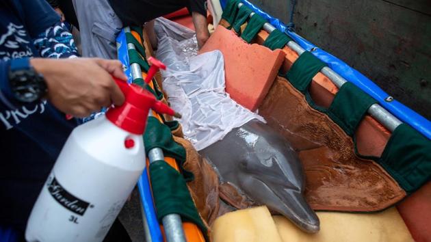 People prepare a bottlenose dolphin to move to Bali Dolphin Sanctuary rehabilitation centre. (REUTERS) People prepare a bottlenose dolphin to move to Bali Dolphin Sanctuary rehabilitation centre. (REUTERS)