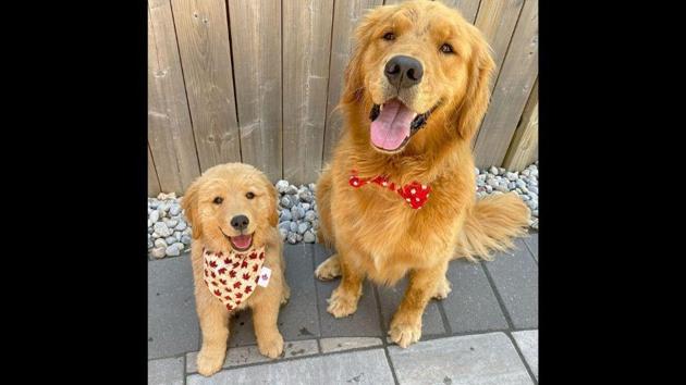 The image shows the two dogs Jasper and Louise.(Instagram/@jasperthegoldenboy) The image shows the two dogs Jasper and Louise.(Instagram/@jasperthegoldenboy)