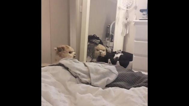 The image shows an alpaca named Alfie. (Instagram/@alfie_the_alpaca_in_adelaide) The image shows an alpaca named Alfie. (Instagram/@alfie_the_alpaca_in_adelaide)