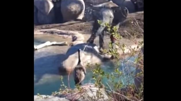 The perplexed and annoyed elephant tries to push the bird away with its trunk. (Twitter/@susantananda3) The perplexed and annoyed elephant tries to push the bird away with its trunk. (Twitter/@susantananda3)