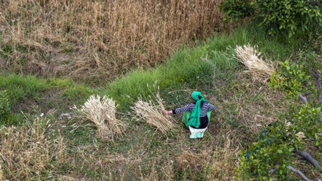 The Ministry of Agriculture & Farmers’ Welfare issued preliminary figures for planting from June 1-July 10, which are subject to revision as it gathers more information from state governments. (AP file photo) The Ministry of Agriculture & Farmers’ Welfare issued preliminary figures for planting from June 1-July 10, which are subject to revision as it gathers more information from state governments. (AP file photo)