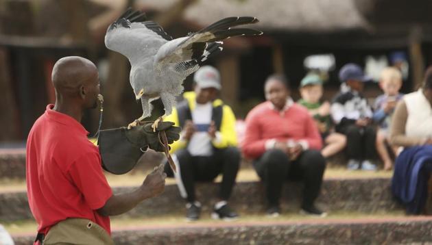 A bird handler prepares a bird for flight at the the bird sanctuary Kuimba Shiri, near Harare, Zimbabwe, Wednesday, June, 17, 2020. Kuimba Shiri, Zimbabwe's only bird park, has survived tumultuous times, including violent land invasions and a devastating economic collapse. (AP) A bird handler prepares a bird for flight at the the bird sanctuary Kuimba Shiri, near Harare, Zimbabwe, Wednesday, June, 17, 2020. Kuimba Shiri, Zimbabwe's only bird park, has survived tumultuous times, including violent land invasions and a devastating economic collapse. (AP)