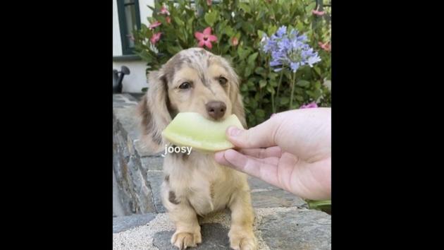 A doggo named Honeydew eating honeydew melon.(Instagram/@honeydewthedachshund) A doggo named Honeydew eating honeydew melon.(Instagram/@honeydewthedachshund)
