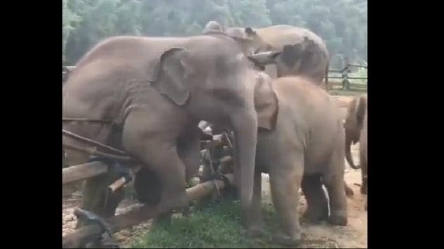 The clip shows two young elephants. (Twitter/@SudhaRamenIFS) The clip shows two young elephants. (Twitter/@SudhaRamenIFS)