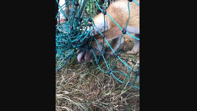 The image shows the fox resting in a playpen after being rescued.(Twitter/@RSPCA_Frontline)