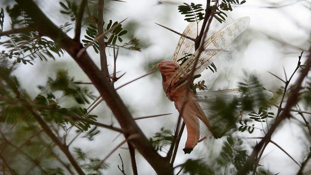 Farmers in various parts of the state have been using different tactics, including desperate measures -- beating steel utensils during late afternoons and evenings, playing loud music at night, creating wood-fire and running the tractor inside their fields -- to scare away the locusts.(Himanshu Vyas/HT file photo)