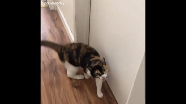 The image shows a cat named Lily. (Instagram/@parkerandlily) The image shows a cat named Lily. (Instagram/@parkerandlily)