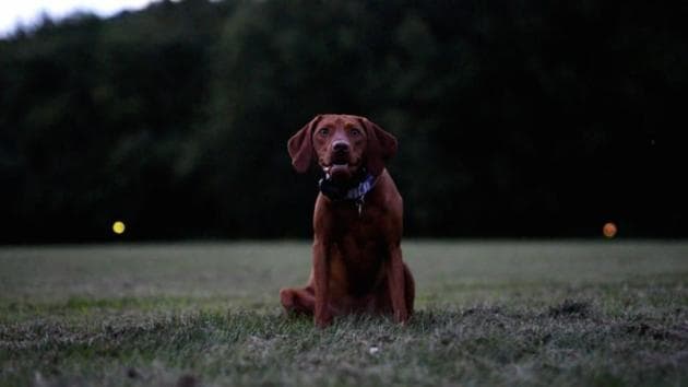 The image shows a doggo named Maddie hanging out in a field of fireflies. (Reddit/@j_etz) The image shows a doggo named Maddie hanging out in a field of fireflies. (Reddit/@j_etz)
