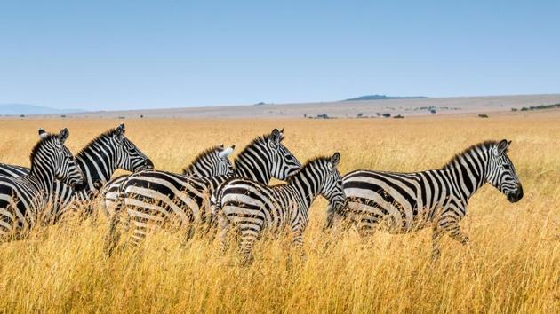 In a unique model set up to engage local communities in tourism, enabling them to see the value of wildlife and thus protect it.(Unsplash) In a unique model set up to engage local communities in tourism, enabling them to see the value of wildlife and thus protect it.(Unsplash)