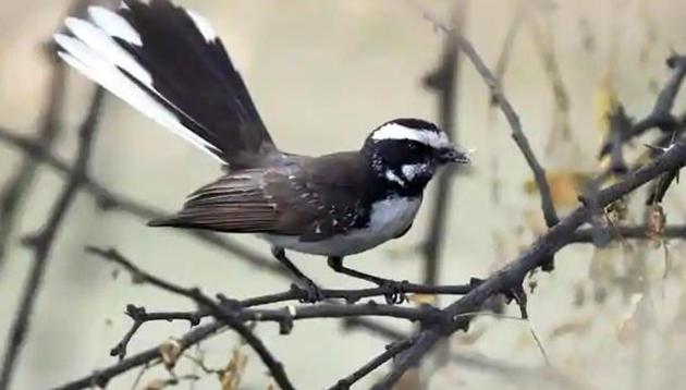 A White-Browed Fantail, a rarely-seen bird, spotted at the Asola Bhatti Wildlife Sanctuary.(Sanjeev Verma/HT File Photo)