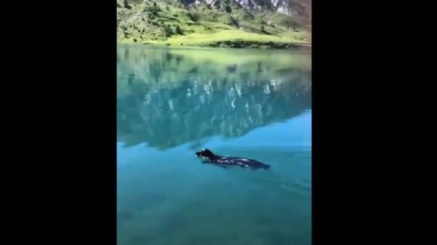 If paradise is real, maybe this clip of the swimming good boi is just a glimpse of it.(Twitter/@dog_rates) If paradise is real, maybe this clip of the swimming good boi is just a glimpse of it.(Twitter/@dog_rates)
