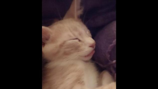 The image shows a cat called Jasper.(Reddit/@renrijra-krin) The image shows a cat called Jasper.(Reddit/@renrijra-krin)
