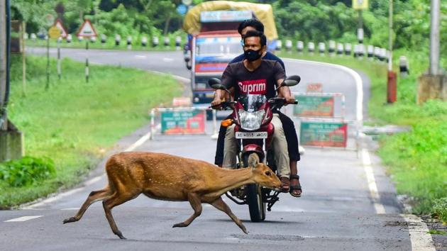 A wild deer rushes crosses the National Highway-37 road near the flood-hit Kaziranga National Park on July 12. Nearly 80% area of the park and tiger reserve in Assam spread over 430 sq. km has been inundated with flood waters. A total of 125 camps out of 223 at the Kaziranga National Park have been flooded due to the continuous rain spell, HT reported. (PTI)