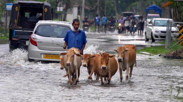 A man shifts cattle to a safer place from a flooded area in Kamrup district on July 13. Offering insight into the reach of rescue operations, a NDRF officer told PTI, “A total of 11 search and rescue teams of NDRF are pre-positioned deployed in Assam i.e. Jorhat, Bongaigaon, Kamrup Metro, Kamrup Rural, Baksa, Barpeta, Cachar, Sivasagar, Sonitpur, Dhemaji and Tinsukia.” (PTI)