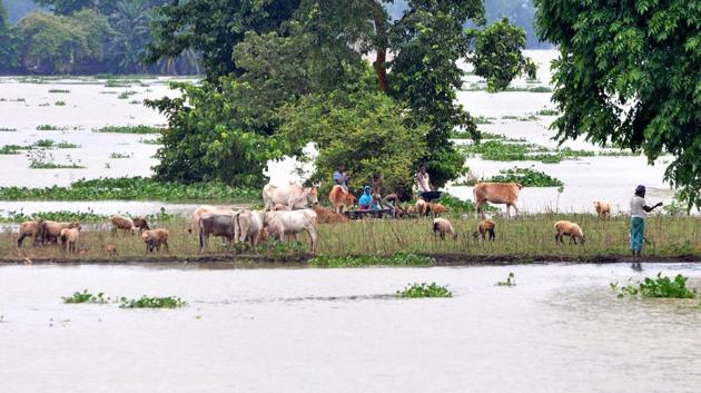 Villagers with their livestock take shelter on a road near the flood-hit Sildubi village in Assam on July 12. The flood situation in Assam has claimed a total of 44 lives so far according to a HT report, citing figures released by the Assam State Disaster Management Authority (ASDMA) on July 12. (ANI)