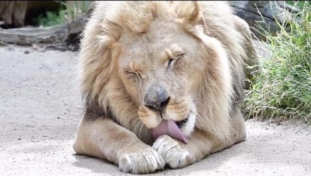 The image shows a lion named Hubert cleaning himself. (Instagram/@lazoo) The image shows a lion named Hubert cleaning himself. (Instagram/@lazoo)