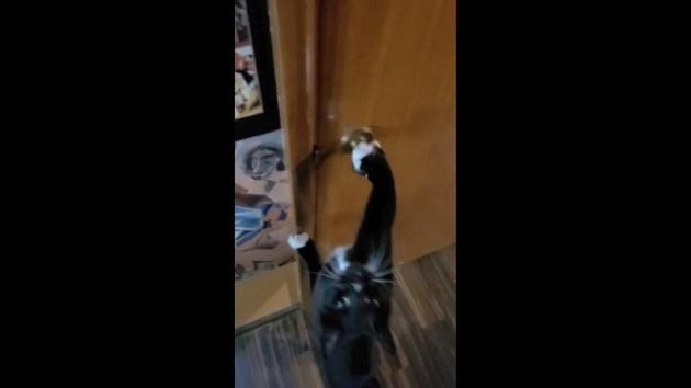 The image shows a cat standing on its hind legs. (Reddit/@sevenfootwingspan) The image shows a cat standing on its hind legs. (Reddit/@sevenfootwingspan)
