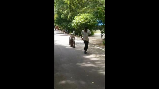 Vedavathi rns behind keeper Somu. (Twitter/@ZKarnataka) Vedavathi rns behind keeper Somu. (Twitter/@ZKarnataka)