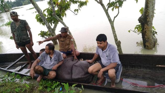 A one-year-old female rhino calf that got separated from its mother due to flooding in Kaziranga National Park was rescued by forest personnel on Tuesday. (Kaziranga National Park) A one-year-old female rhino calf that got separated from its mother due to flooding in Kaziranga National Park was rescued by forest personnel on Tuesday. (Kaziranga National Park)