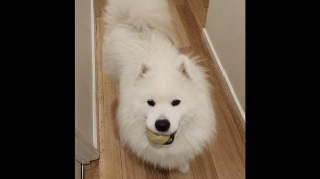 The image shows a doggo named Mellow. (Instagram/@mellow_samoyed) The image shows a doggo named Mellow. (Instagram/@mellow_samoyed)