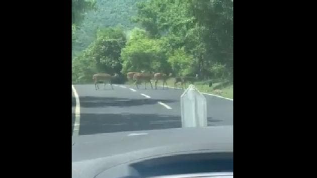 The camera zooms into a herd of spotted deer crossing the road in a calm manner. (Twitter/@supriyasahuias) The camera zooms into a herd of spotted deer crossing the road in a calm manner. (Twitter/@supriyasahuias)