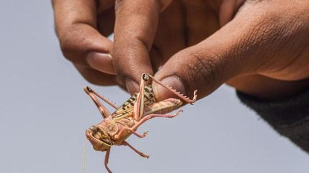 A man holds a locust in Bikaner, Rajasthan.(PTI)