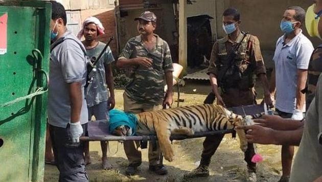 Forest personnel and veterinarians rescue a two-year old tigress that had strayed out of Kaziranga national park due to floods.(NKPTR)