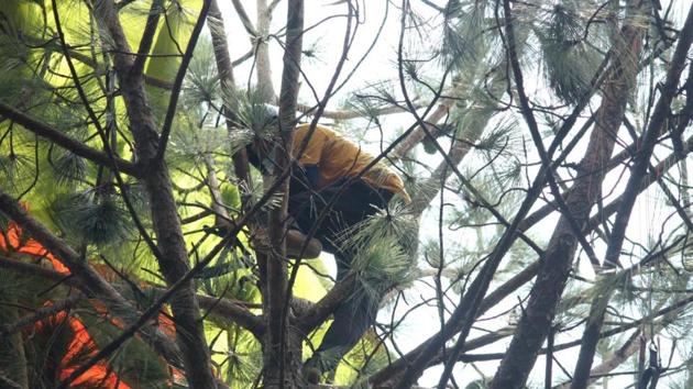 The paraglider took a plunge soon after the takeoff and were stuck on top of the pine trees.(HT Photo)