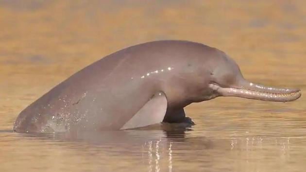 The dolphins were spotted for the first time in 1985 in Chambal river near Etawah.(Representative Photo)