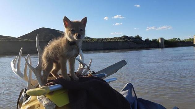 The image shows the rescued coyote pup.(Facebook/ WRSOS)