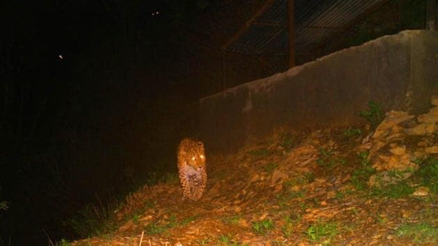 Camera trap images of leopards taken in Pauri area of Uttarakhand by WII.(Wildlife Institute of India)