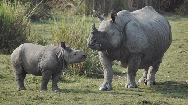 Two rhinos drown to death as flood waters submerge Assam's Kaziranga  national park | Latest News India - Hindustan Times