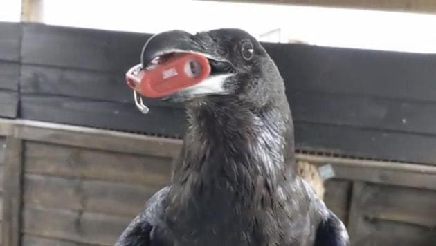 The image shows Loki, the raven, with a lock in between its beak. (Instagram/@lokitheraven) The image shows Loki, the raven, with a lock in between its beak. (Instagram/@lokitheraven)