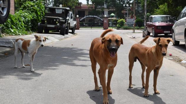 Three persons bit by stray dog in Chandigarh’s Sector 22 - Hindustan Times