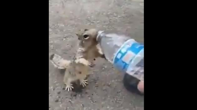 The squirrel keeps trying to grab the man’s attention.(Twitter/@susantananda3)