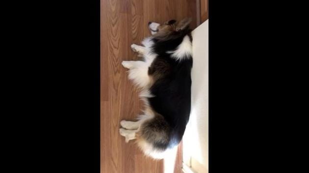The image shows Lychee, the corgi, sleeping.(Instagram/@lychee_the_corgi) The image shows Lychee, the corgi, sleeping.(Instagram/@lychee_the_corgi)