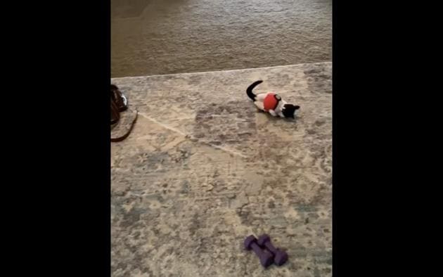 The image shows Oreo, the cat, playing with its Pokeball toy. (Reddit/@macbeezy_) The image shows Oreo, the cat, playing with its Pokeball toy. (Reddit/@macbeezy_)