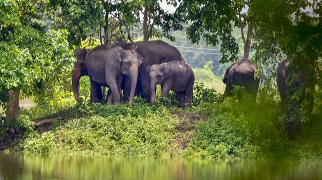 A herd of elephants take shelter on higher ground following flooding in the low-lying areas of Kaziranga National Park, in Nagaon district on July 13. The inundation has so far claimed the lives of 76 animals, while 121 others have been rescued in the Kaziranga National Park, the ASDMA bulletin said. (PTI)