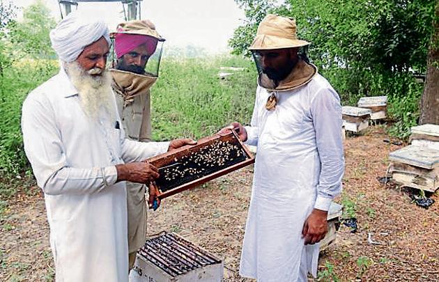 With an annual estimated production of 18,000 tonnes, Punjab is the third-largest producer of honey. According to National Bee Board data, Punjab has 2.7 lakh bee colonies (HT File) With an annual estimated production of 18,000 tonnes, Punjab is the third-largest producer of honey. According to National Bee Board data, Punjab has 2.7 lakh bee colonies (HT File)