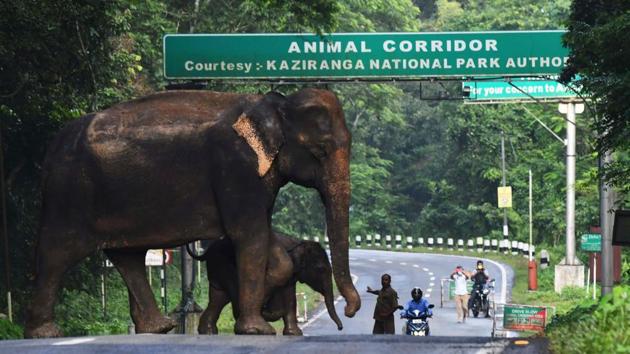A herd of wild elephants crosses a National Highway by the flood affected Kaziranga National Park on July 16. In view of animals crossing over to the hills of Karbi Anglong district during floods, Sonowal has directed the administration to take all necessary measures to ensure their protection and safe return once flood water recedes. (AFP)