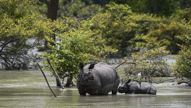 A one horned rhinoceros and a calf wade through flood water at the Pobitora Wildlife Sanctuary in Assam on July 16. The Assam State Disaster Management Authority (ASDMA) bulletin on July 16 said 105 camps out of 223 at the Kaziranga National Park and 24 out of 25 camps at the Pobitora Wildlife Sanctuary have been affected by the deluge, PTI reported. (Anupam Nath / AP)